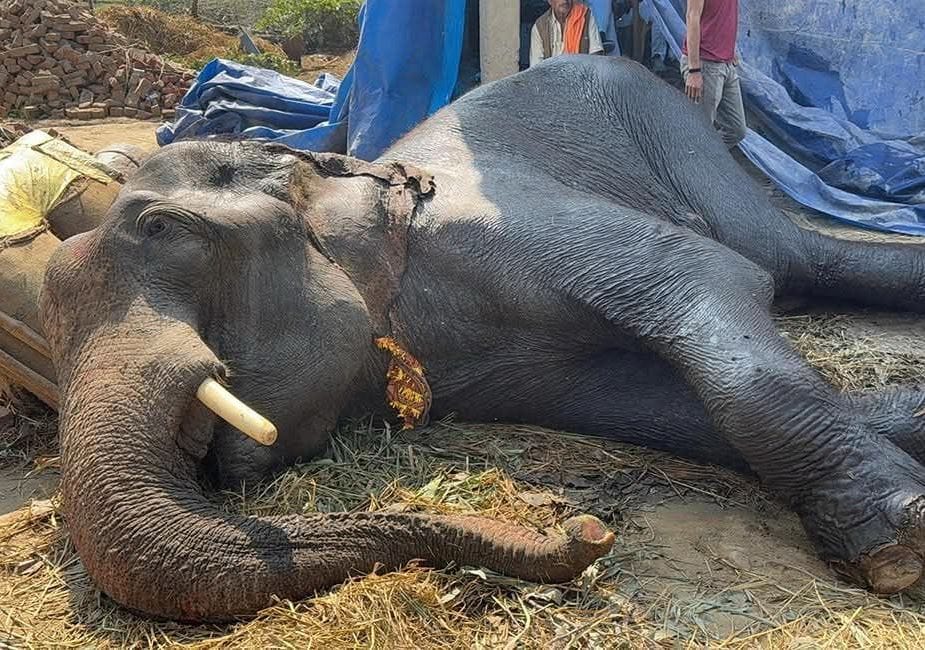Elephant Manu being treated in Elephant Hospital