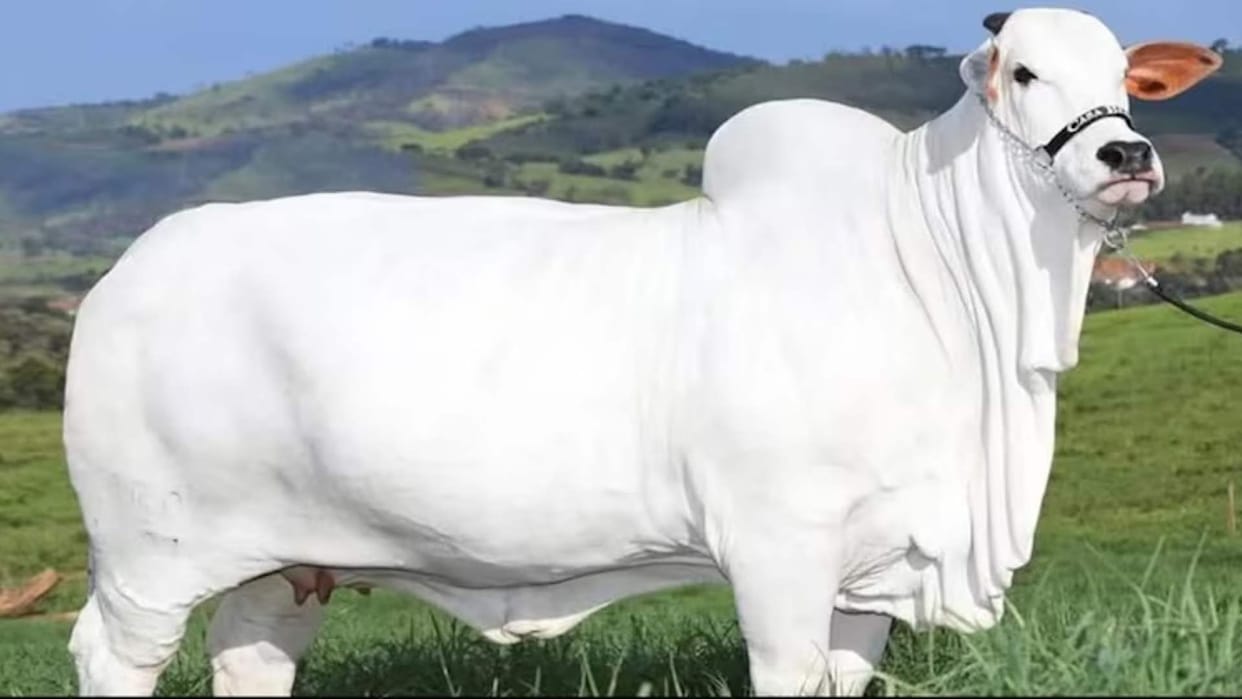 Indian Nelore Breed Cow Breaks World Record, Sells For Rs 40 Crore