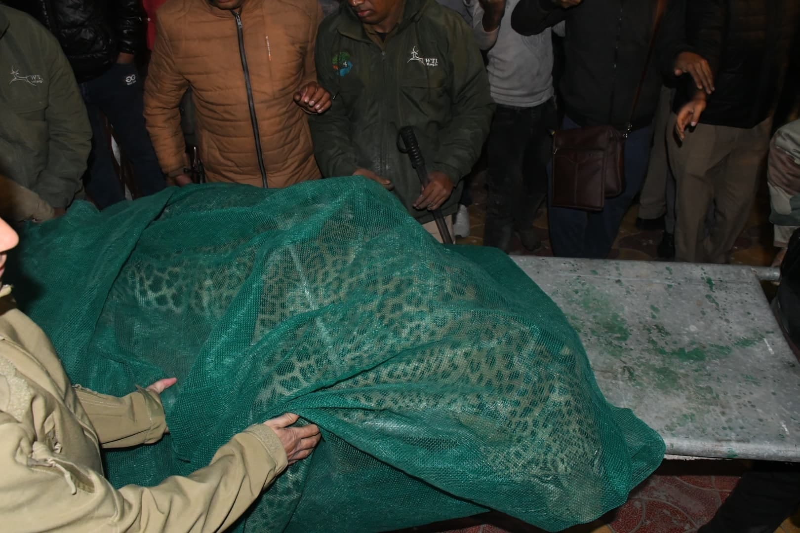 leopard caught after seven hours of effort which created havoc in marriage lawn in Lucknow released in Dudhwa