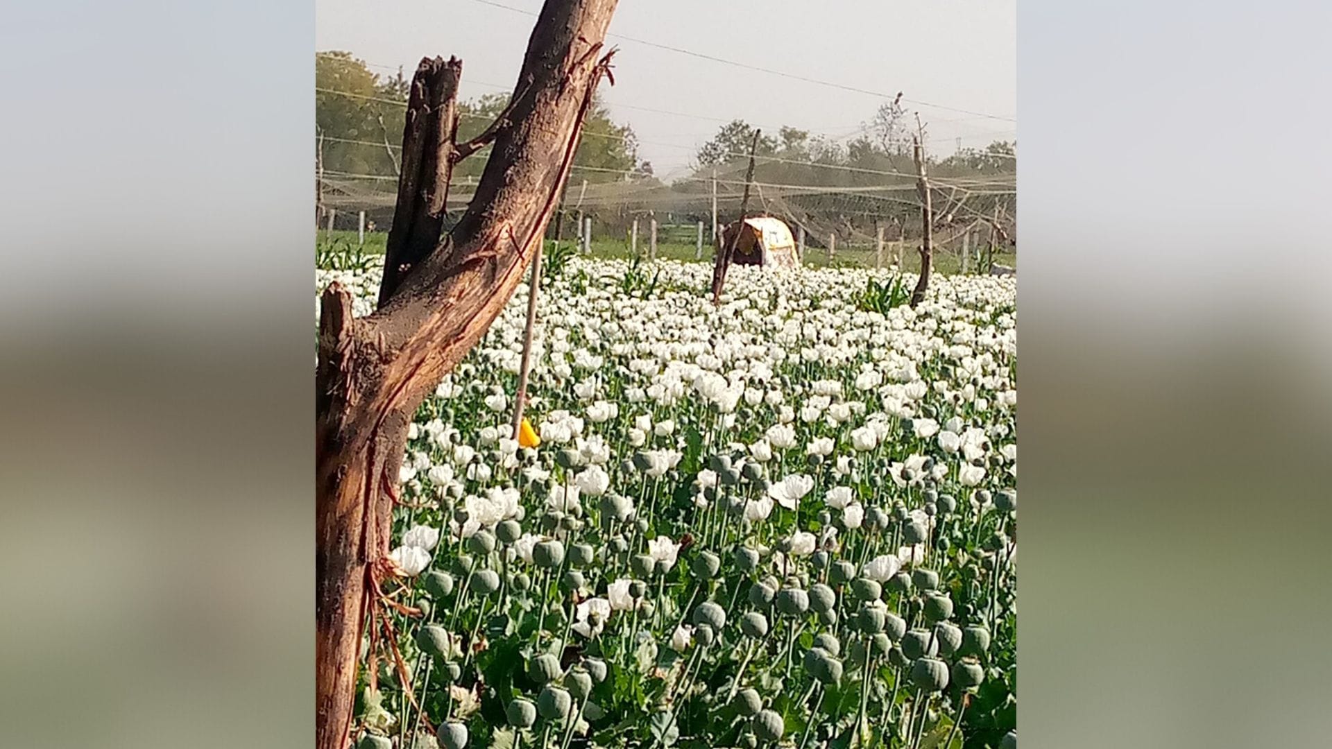 Chittorgarh News Farmers are guarding their fields day and night due to opium cultivation