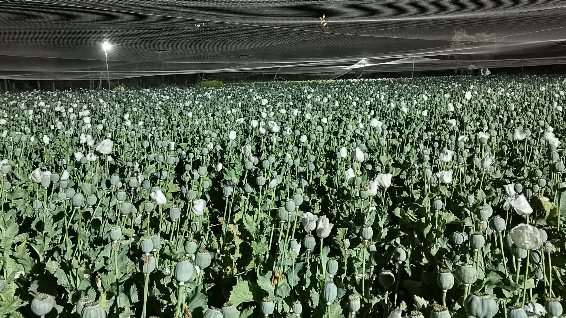 Chittorgarh News Farmers are guarding their fields day and night due to opium cultivation