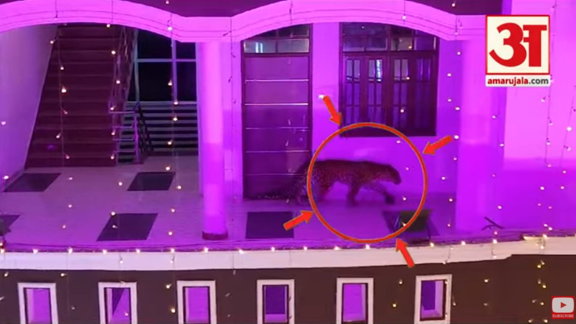 A leopard entered in a marriage lawn in a party