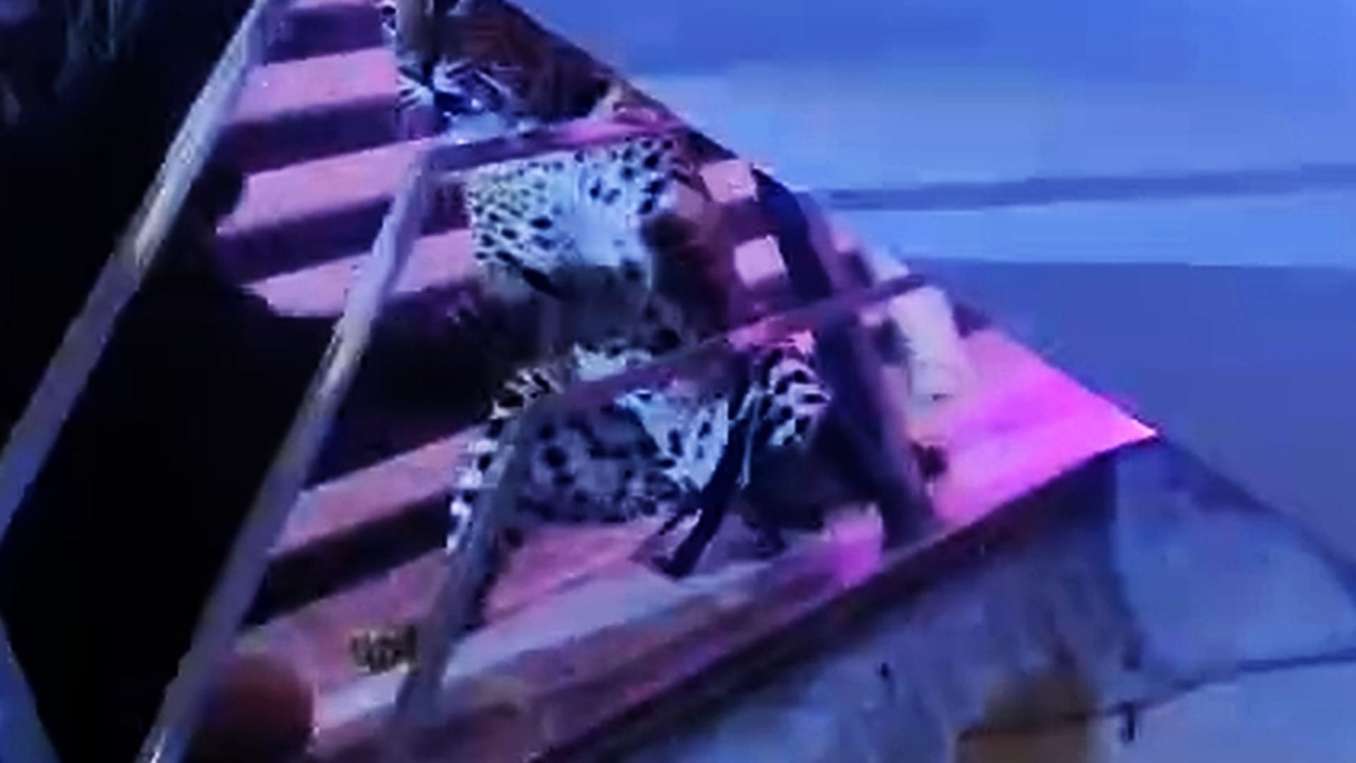 A leopard entered in a marriage lawn in a party