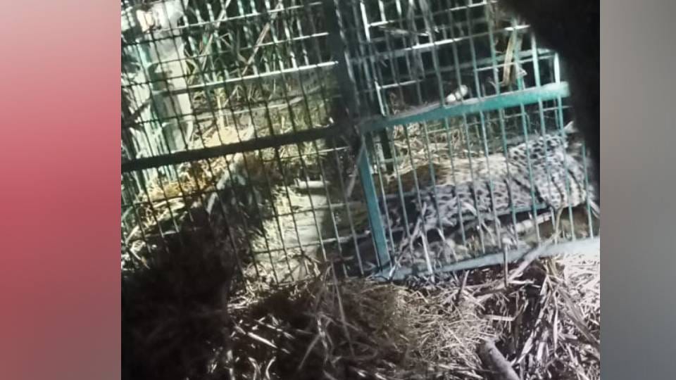 leopard is now caged that injured five villagers in Bahraich 11 leopards were caught in 150 days