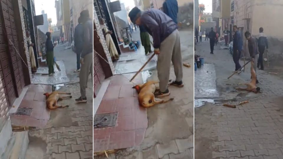 Pet dog beaten to death in Bhiwani