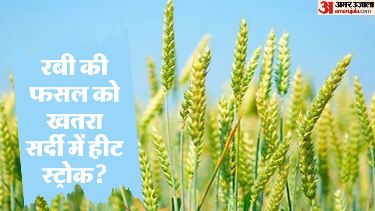 Rajasthan Weather: Crop affected by weather, danger of yield weakening due to rising temperature, IMD warns