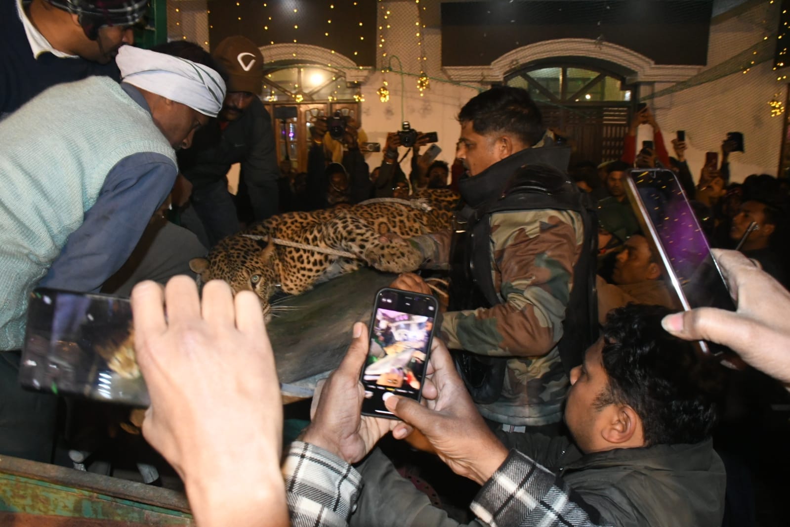 leopard caught after seven hours of effort which created havoc in marriage lawn in Lucknow released in Dudhwa