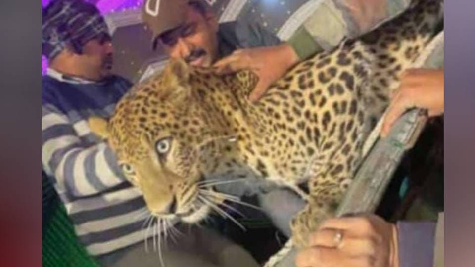 leopard caught after seven hours of effort which created havoc in marriage lawn in Lucknow released in Dudhwa