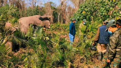 body of male elephant found in cane bushes in Bahraich viscera is preserved after post-mortem