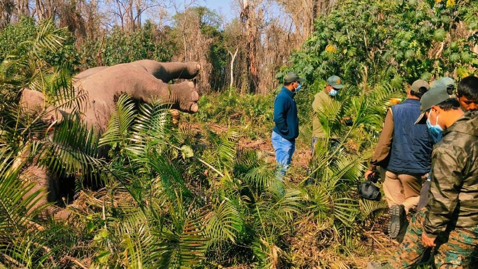 body of male elephant found in cane bushes in Bahraich viscera is preserved after post-mortem
