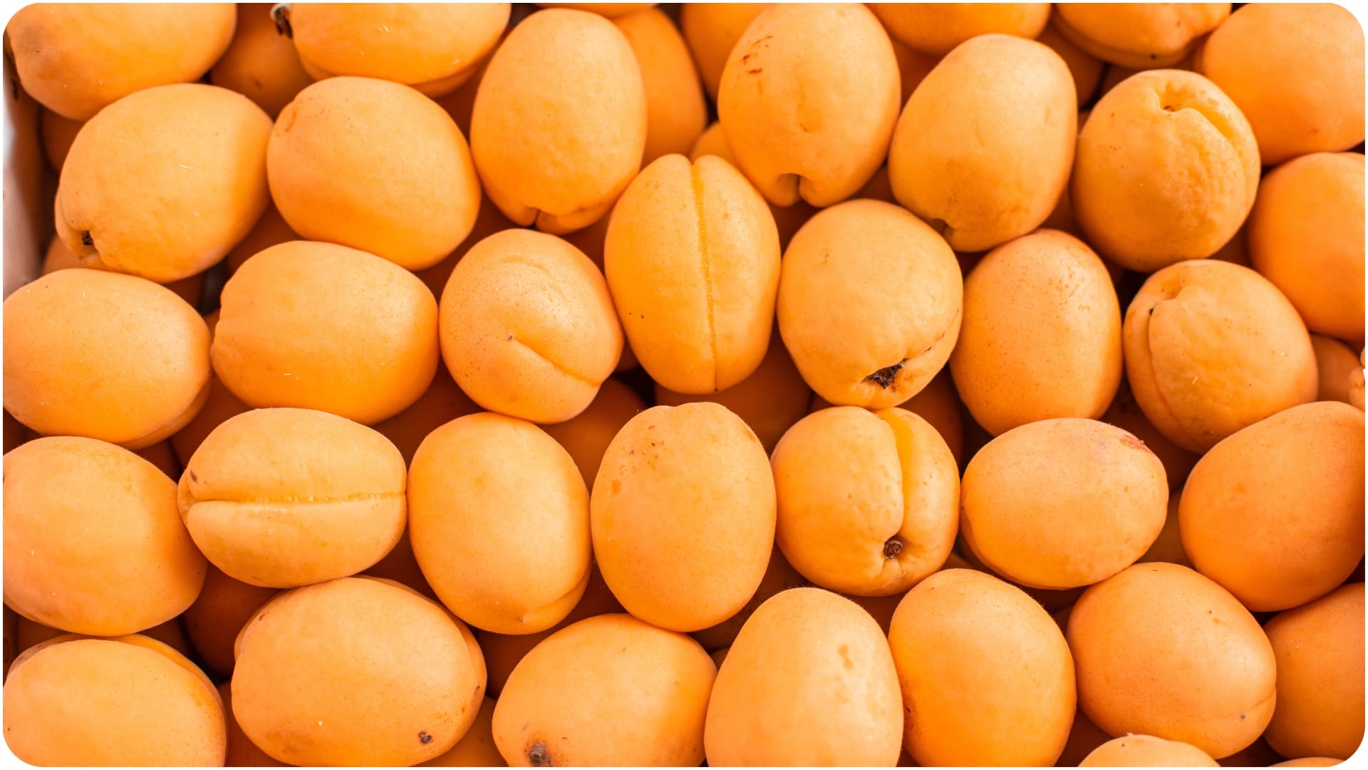 chikoo benefits and nutrients know chikoo khane ke fayde in hindi