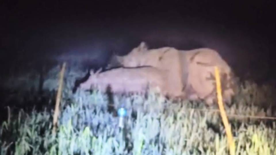 Bahraich Kartaniyaghat became favourite forest of elephants and now rhinoceros destroying crops