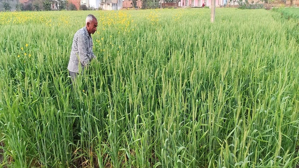 Effect of heat on wheat in winter