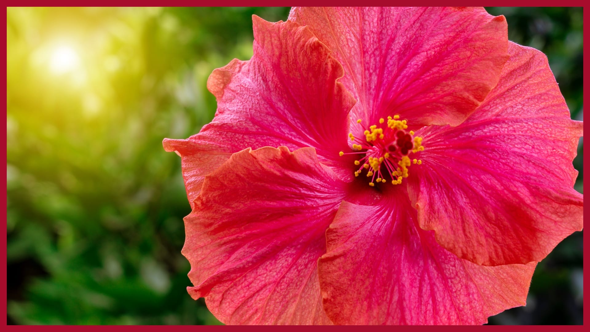 Holi 2025 Offer marigold saffron rose hibiscus gulal to Laddu Gopal to attract wealth and prosperity