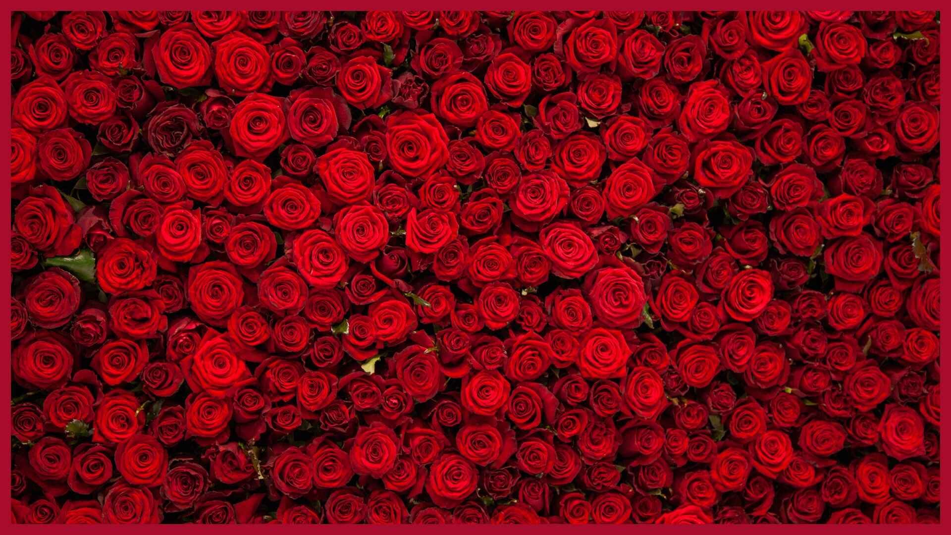 Holi 2025 Offer marigold saffron rose hibiscus gulal to Laddu Gopal to attract wealth and prosperity