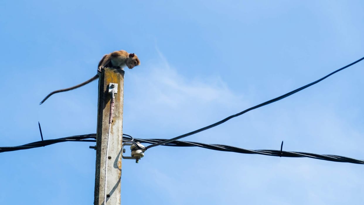 Terror of monkey nine women injured in three days panic in the area