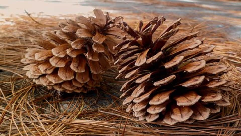 Three useful substances will be made from Pirul leaves