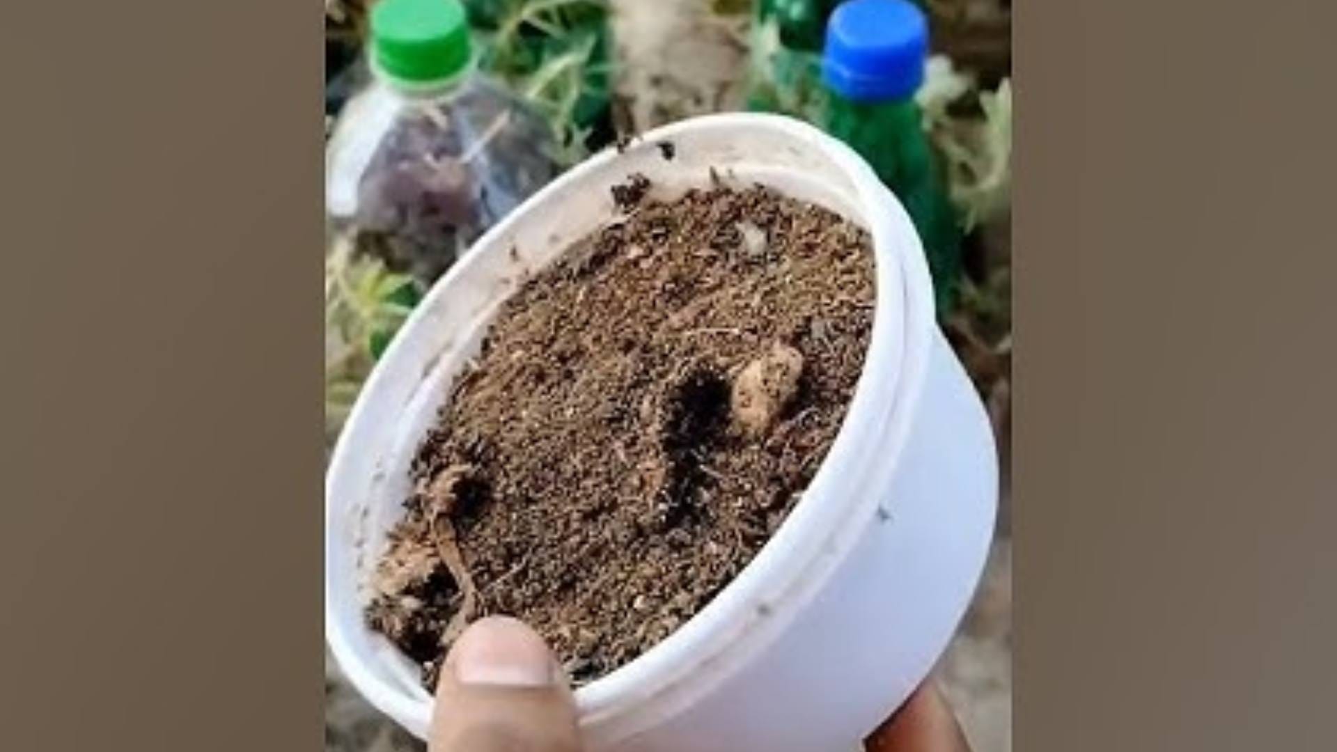 Benefits Of Used Tea Leaves After making it we throw away the remaining tea leaves they can be reused