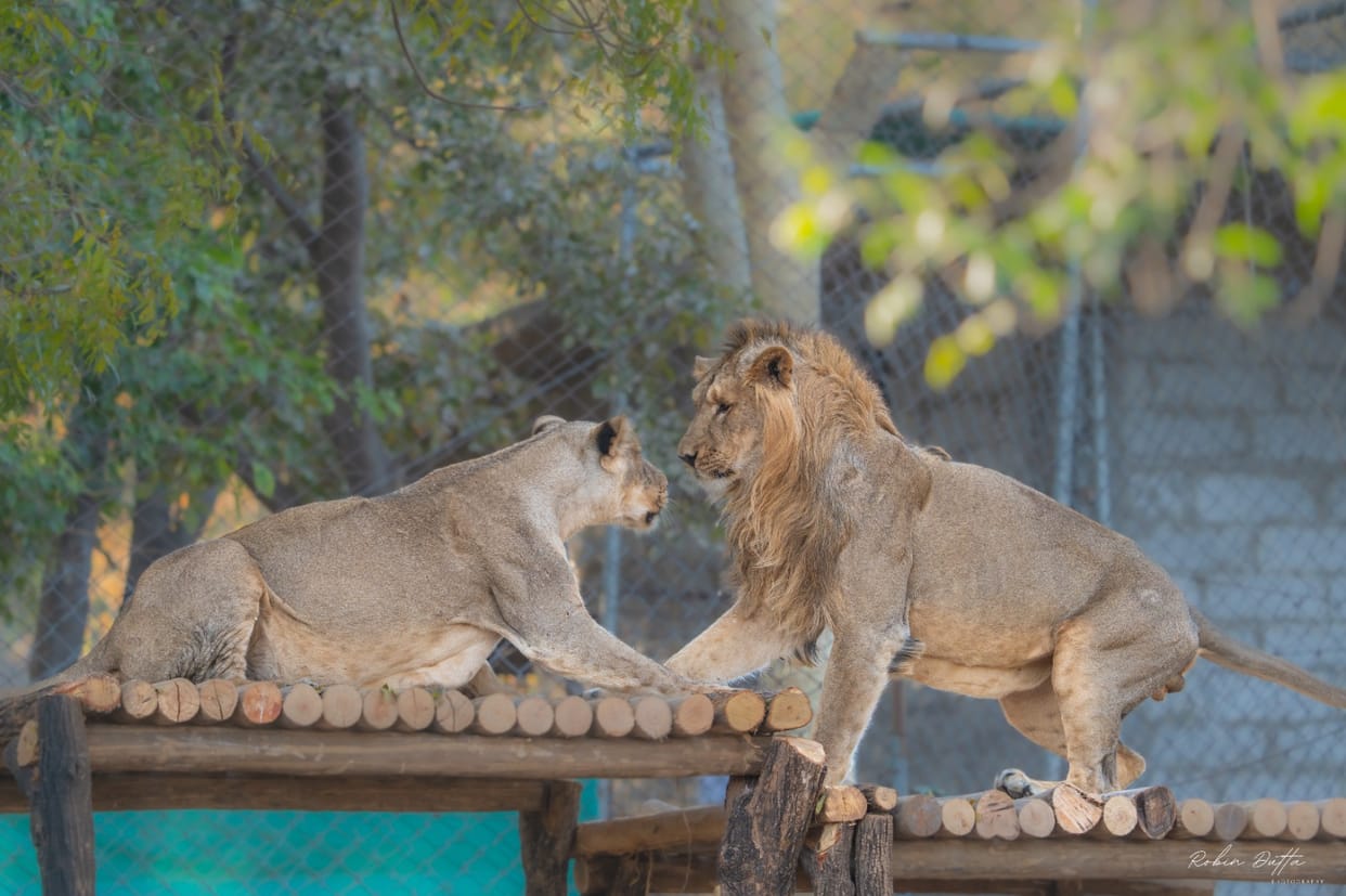 Bhopal: Asiatic lions released in Van Vihar before GI Summit, guests from all over the world will see them, a