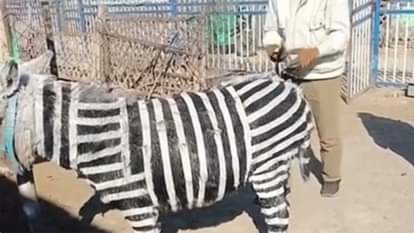 गधे को बनाया जेब्रा! चीनी के चिड़ियाघर की करतूत