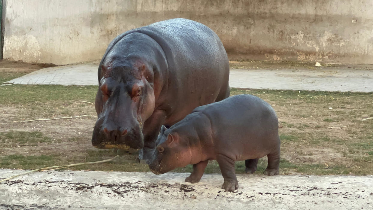 World Hippo Day today, there are three hippos in Gorakhpur Zoo