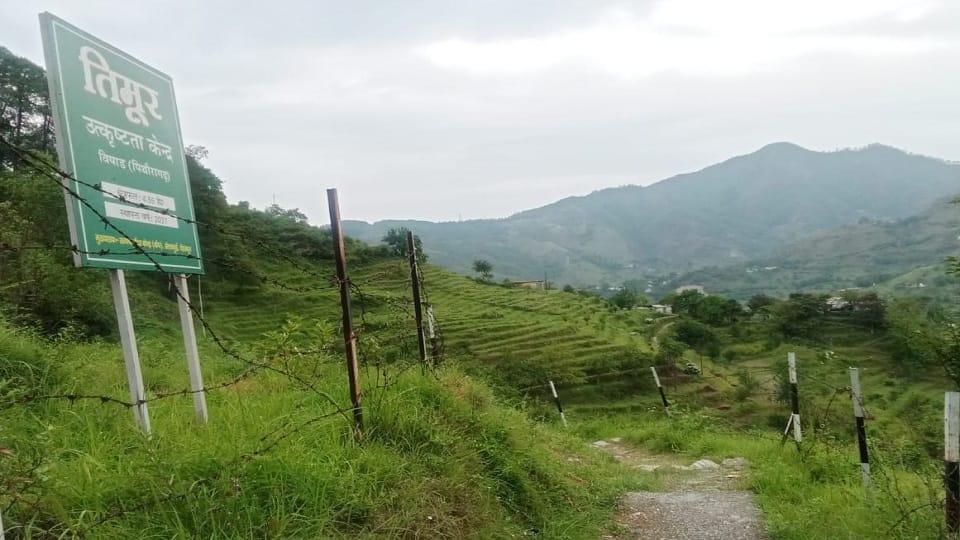 Effort to increase the economy of farmers with Timur in pithoragarh District