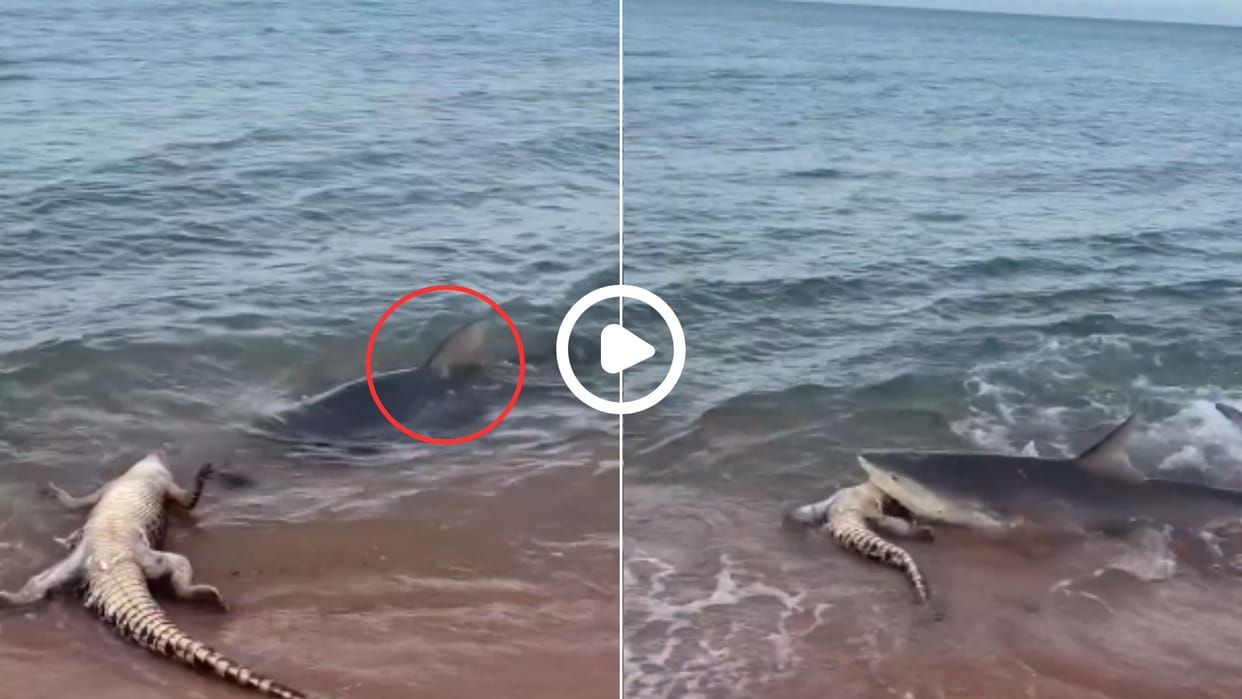 Shark attacks resting crocodile video went viral in hindi