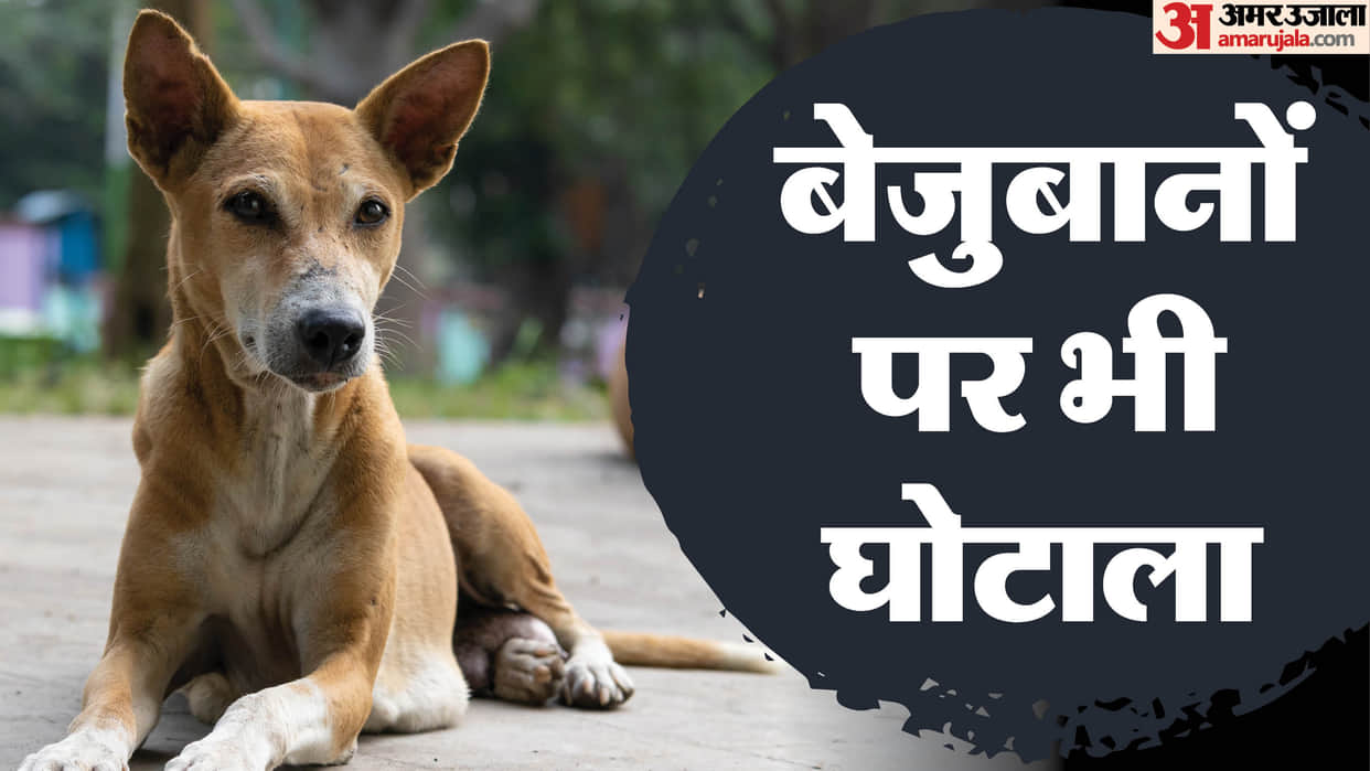 Scam in MP News 5000 Dogs Sterilized on Paper 32 Lakhs Paid Know Inside Story