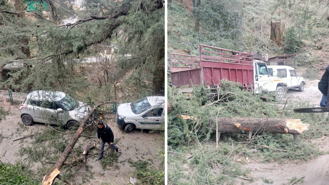 Shimla News Green cedar tree fell in Reach Mount area of Jakhu, two vehicles damaged