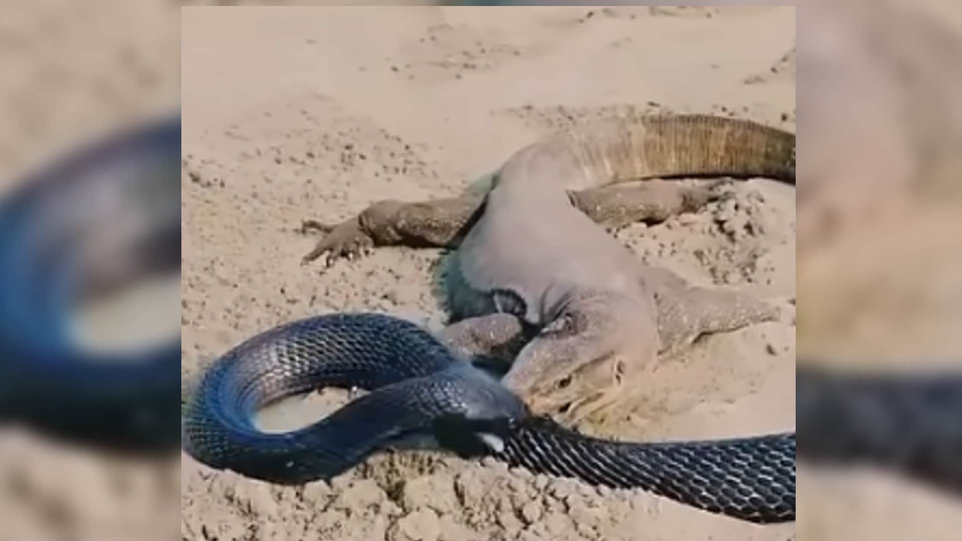 cobra viral video cobra and komodo dragon fight sanp aur komodo dragon ki ladai google trends vira Video