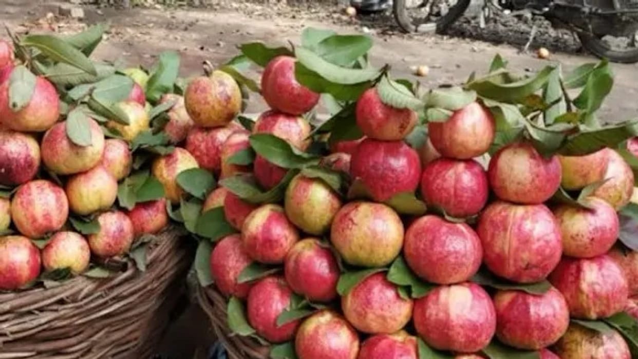 Fragrance of Apple Guava spread in the atmosphere of Mahakumbh, rare species seen in Guava Mahotsav