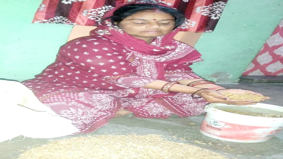 Wheat affected by weevil in Aligarh