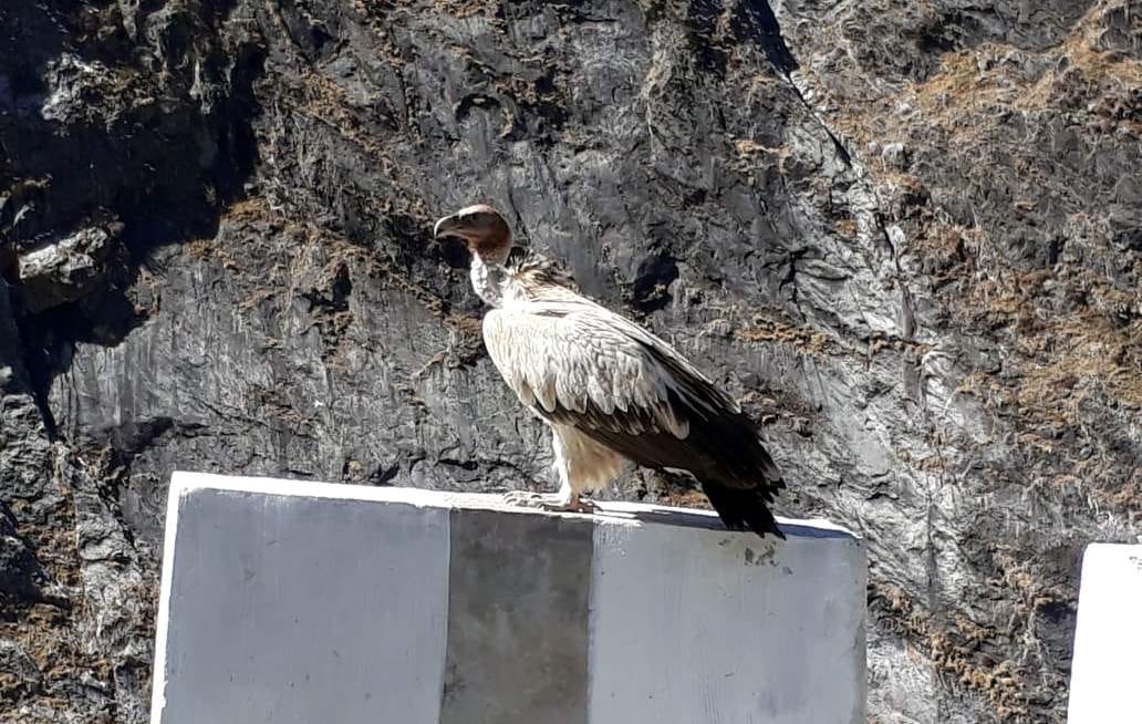 Chamoli flock of Himalayan vultures is again seen in Jyotirmath, it was missing for a long time