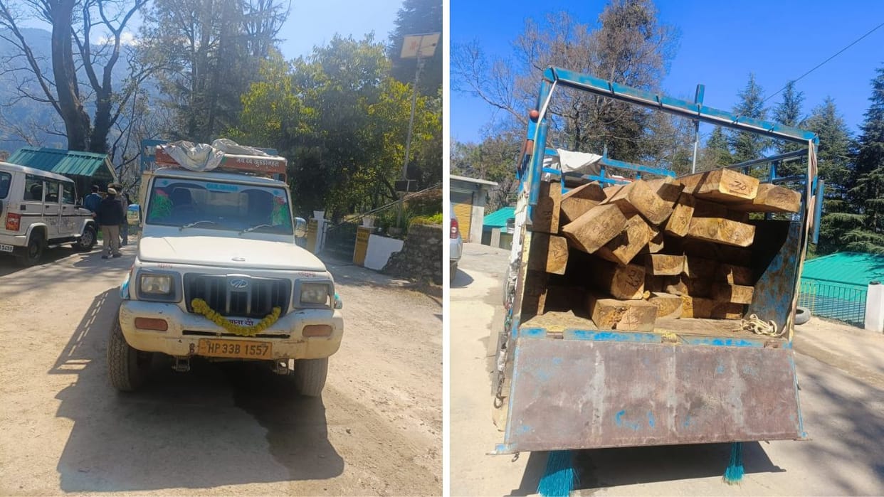 Mandi News Pickup driver was carrying wood illegally forest department team caught him