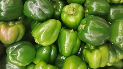 Himachal Agriculture University Palampur has prepared two new varieties of capsicum