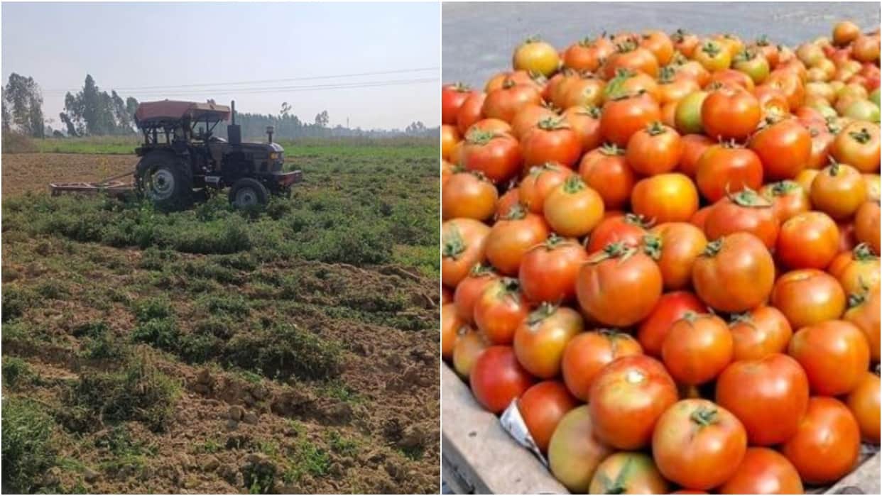 Tomatoes five rupees per kilo farmers crop was ploughed under compulsion in Budaun