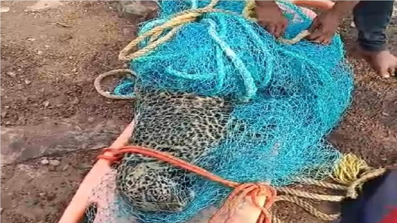 गंगरेल बांध क्षेत्र में मरी मिली मादा तेंदुआ