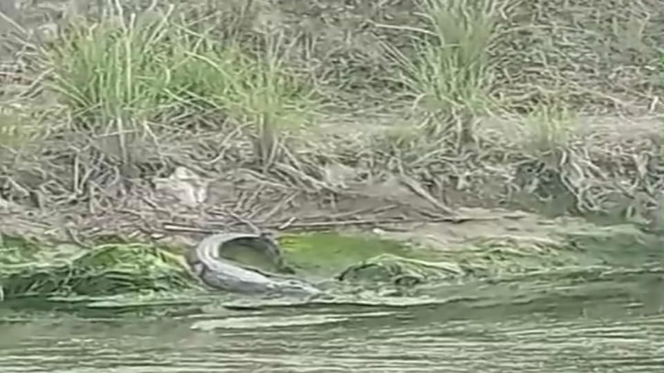 Crocodile found in Gopalpur Rajbaha of Vijaygarh
