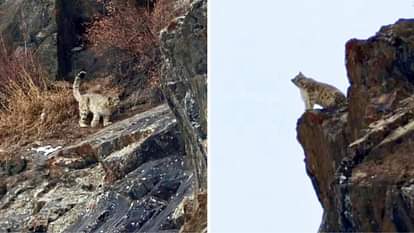 Snow leopard captured on camera on Jobrang mountain in Lahaul Himachal