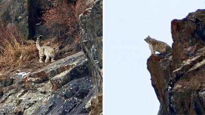 Snow Leopard In HP: लाहौल में पहाड़ पर कैमरे में कैद हुआ हिम तेंदुआ, निचले इलाकों का रुख कर रहे वन्य जीव Snow leopard captured on camera on Jobrang mountain in Lahaul Himachal