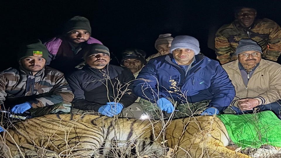 The attacking tiger was caught after tranquilizing it in ramnagar