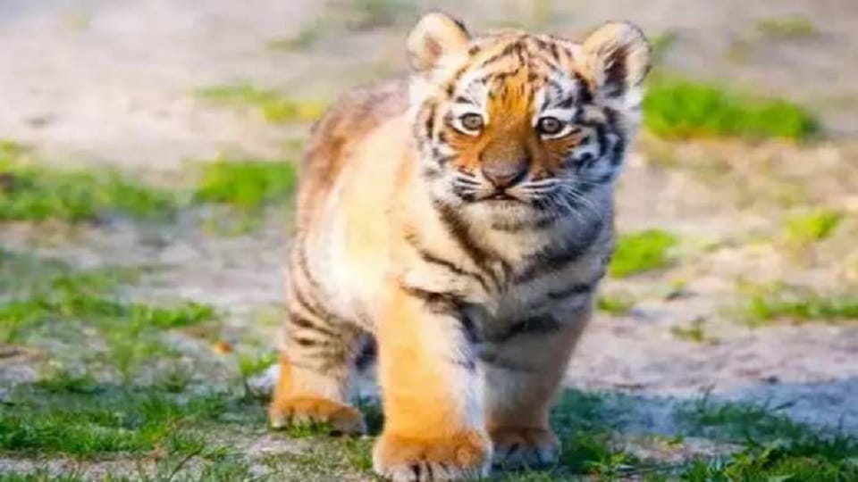 Tiger cub dies after being hit by known vehicle in haldwani