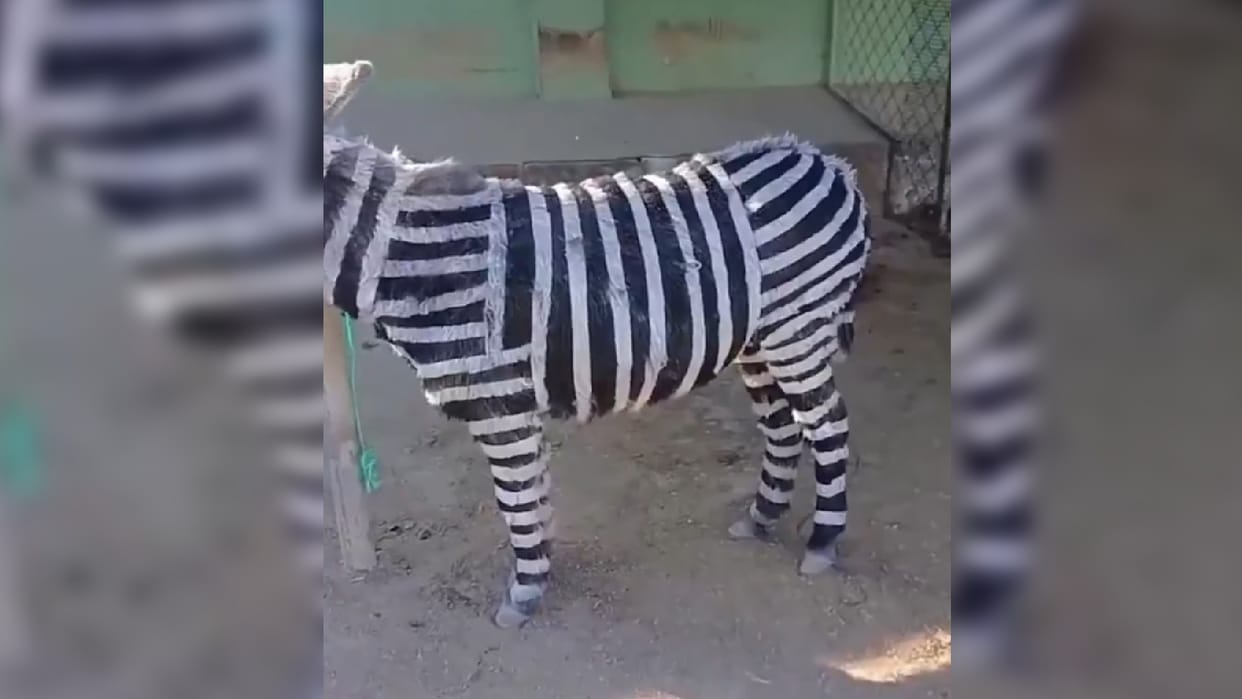 China Zoo Video Chinese Zoo Paints Donkey To Look Like Zebra And Users Are Miffed