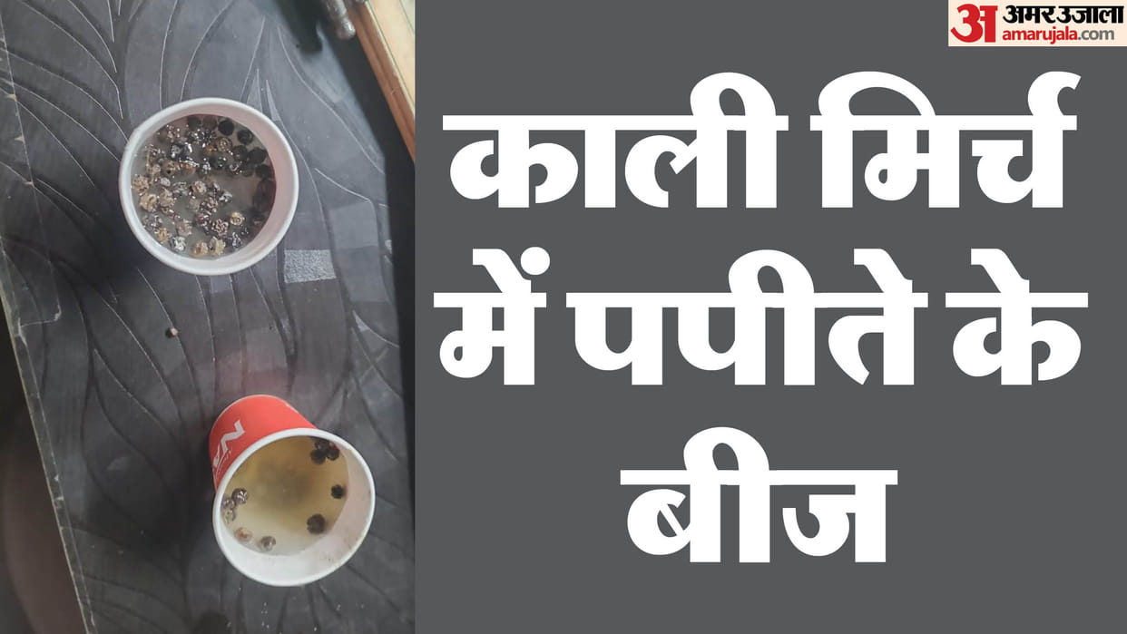 Gorakhpur spice scam Massive Black Pepper Adulteration Racket in UP Rs 40 Crore Fake Spices Sold Monthly