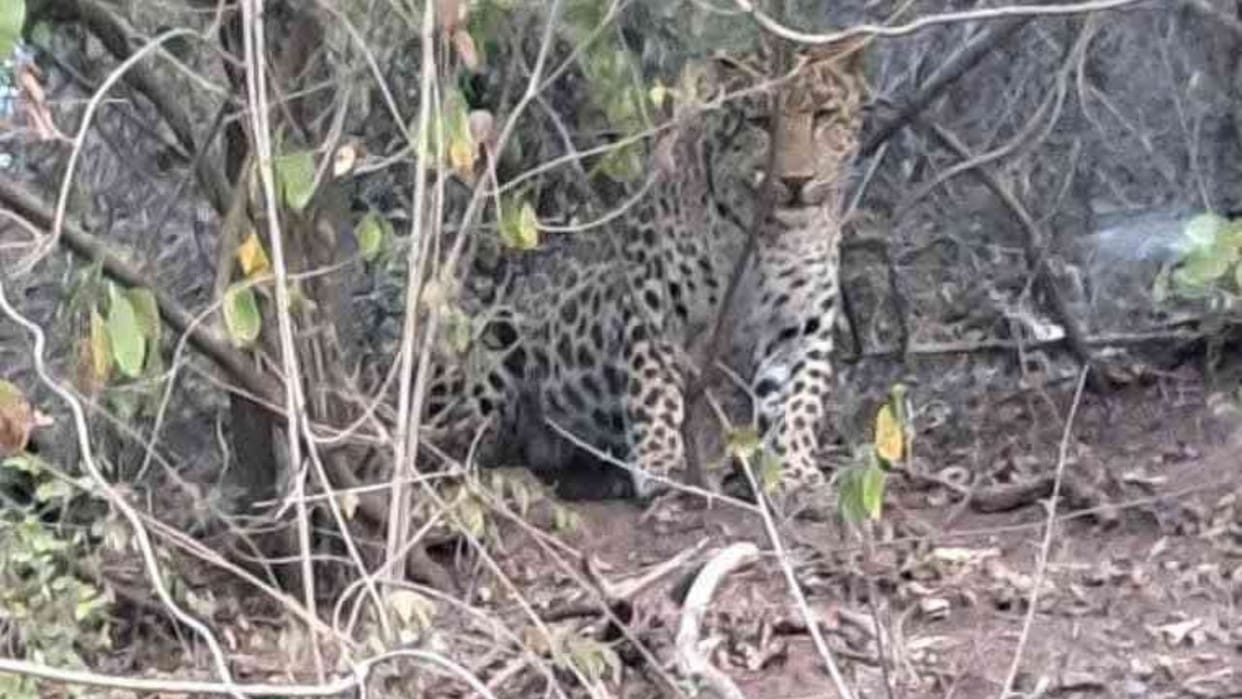 Solan News Three cubs including two leopards were seen on Chakki Mod Byala road