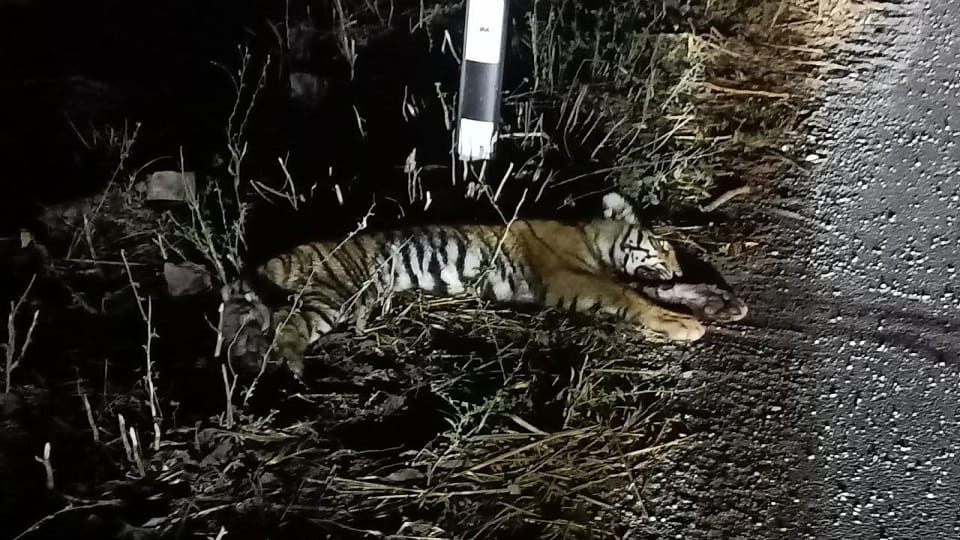 Tiger Cub died due to head injury in rudrapur