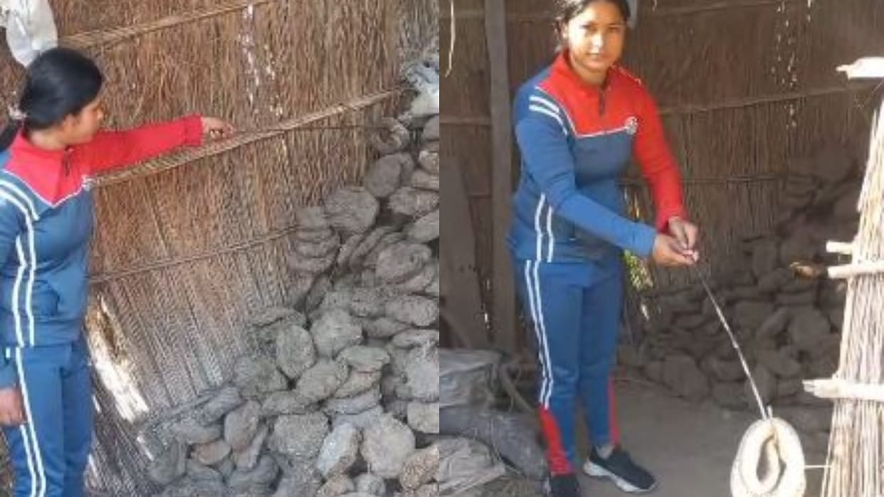 most poisonous Russell Viper snake caught in the house in Lakhimpur Kheri