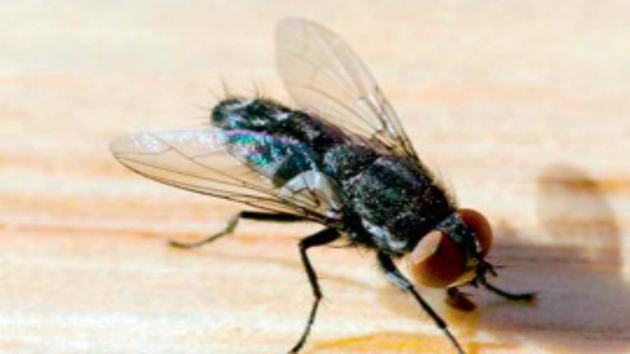 Research: House flies are neutralizing antibiotics, this is how bacteria are reaching humans