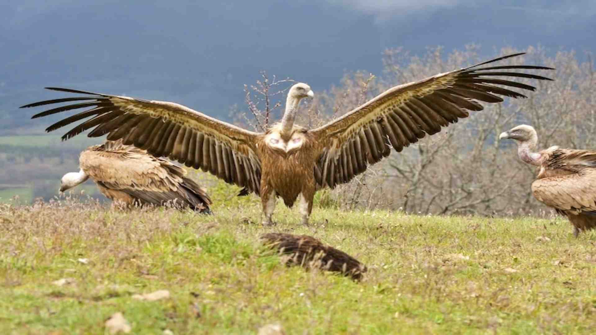 गिद्धों को रास आ रहा सीहोर।