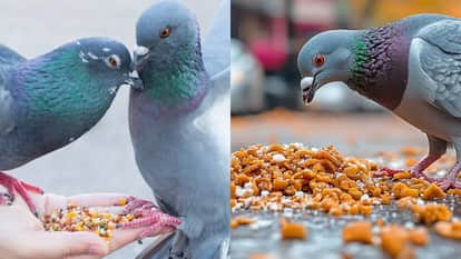 MCD cracks down on those feeding birds in the open